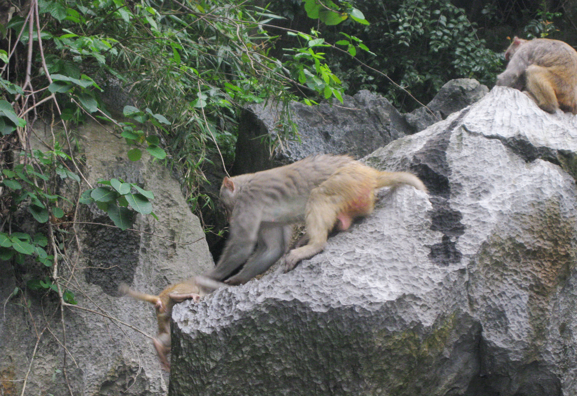 Monkeys Live Inside Luon Cave